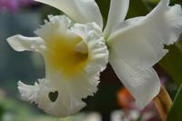 175 Botanischer Garten Peradeniya &ndash; &copy; Maria Schneider (Eberhardt TRAVEL)
