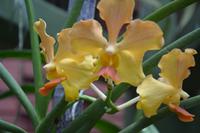 176 Botanischer Garten Peradeniya &ndash; &copy; Maria Schneider (Eberhardt TRAVEL)