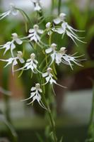177 Botanischer Garten Peradeniya &ndash; &copy; Maria Schneider (Eberhardt TRAVEL)