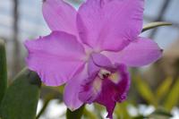 178 Botanischer Garten Peradeniya &ndash; &copy; Maria Schneider (Eberhardt TRAVEL)