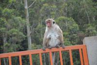 240 Affe am Hindutempel &ndash; &copy; Maria Schneider (Eberhardt TRAVEL)