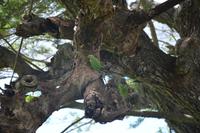 296 Papagei &ndash; &copy; Maria Schneider (Eberhardt TRAVEL)
