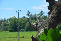 305 Landschaft Tissamaharama &ndash; &copy; Maria Schneider (Eberhardt TRAVEL)