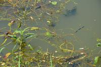 307 Frosch &ndash; &copy; Maria Schneider (Eberhardt TRAVEL)