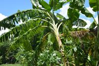 313 Plantage &ndash; &copy; Maria Schneider (Eberhardt TRAVEL)