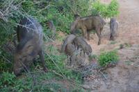 325 Wildschweine &ndash; &copy; Maria Schneider (Eberhardt TRAVEL)