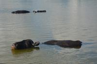 326 Wasserbüffel &ndash; &copy; Maria Schneider (Eberhardt TRAVEL)