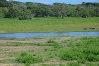 335 Safari im Yala Nationalpark &ndash; &copy; Maria Schneider (Eberhardt TRAVEL)