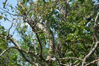 336 Bienenfresser im Yala Nationalpark &ndash; &copy; Maria Schneider (Eberhardt TRAVEL)