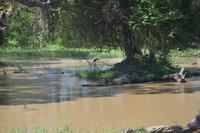 337 Safari im Yala Nationalpark &ndash; &copy; Maria Schneider (Eberhardt TRAVEL)