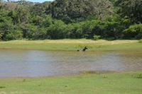 338 Safari im Yala Nationalpark &ndash; &copy; Maria Schneider (Eberhardt TRAVEL)