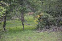 348 Leopard im Yala Nationalpark &ndash; &copy; Maria Schneider (Eberhardt TRAVEL)
