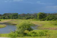 354 Safari im Yala Nationalpark &ndash; &copy; Maria Schneider (Eberhardt TRAVEL)