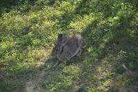 355 Hase im Yala Nationalpark &ndash; &copy; Maria Schneider (Eberhardt TRAVEL)