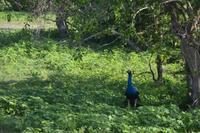 356 Pfau &ndash; &copy; Maria Schneider (Eberhardt TRAVEL)