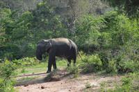 357 Elefant &ndash; &copy; Maria Schneider (Eberhardt TRAVEL)