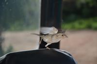 358 Vogel &ndash; &copy; Maria Schneider (Eberhardt TRAVEL)