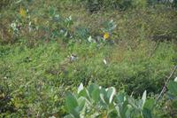 363 Safari im Yala Nationalpark &ndash; &copy; Maria Schneider (Eberhardt TRAVEL)