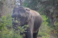 364 Elefant &ndash; &copy; Maria Schneider (Eberhardt TRAVEL)