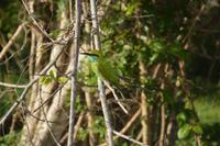 367 Bienenfresser im Yala Nationalpark &ndash; &copy; Maria Schneider (Eberhardt TRAVEL)