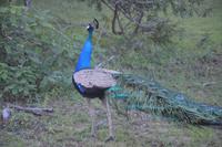 368 Pfau im Yala Nationalpark &ndash; &copy; Maria Schneider (Eberhardt TRAVEL)