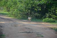 369 Schakal im Yala Nationalpark &ndash; &copy; Maria Schneider (Eberhardt TRAVEL)
