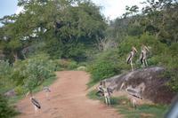 371 Safari im Yala Nationalpark &ndash; &copy; Maria Schneider (Eberhardt TRAVEL)