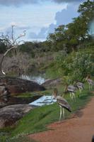373 Safari im Yala Nationalpark &ndash; &copy; Maria Schneider (Eberhardt TRAVEL)