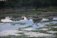 376 Safari im Yala Nationalpark &ndash; &copy; Maria Schneider (Eberhardt TRAVEL)