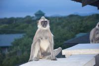 384 Affe &ndash; &copy; Maria Schneider (Eberhardt TRAVEL)