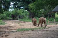 388 Elefantenwaisenhaus Udawalawe &ndash; &copy; Maria Schneider (Eberhardt TRAVEL)