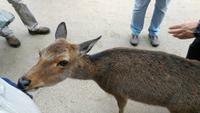 Itsukushima &ndash; &copy; Andreas Mandel (Eberhardt TRAVEL)
