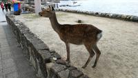 Itsukushima &ndash; &copy; Andreas Mandel (Eberhardt TRAVEL)