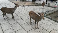 Nara &ndash; &copy; Andreas Mandel (Eberhardt TRAVEL)