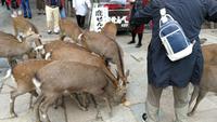 Nara &ndash; &copy; Andreas Mandel (Eberhardt TRAVEL)