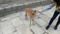 Nara &ndash; &copy; Andreas Mandel (Eberhardt TRAVEL)