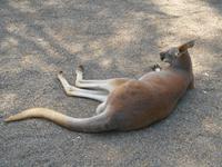 Featherdale Wildlife Park &ndash; &copy; Katrin Deutschbein (Eberhardt TRAVEL)