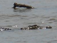 Bootsfahrt auf dem Daintree-River (Salzwasserkrokodil) &ndash; &copy; Katrin Deutschbein (Eberhardt TRAVEL)