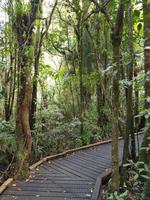 0511_Tane Mahuta &ndash; &copy; Jörg Nesse (Eberhardt TRAVEL)
