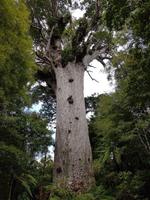 0512_Tane Mahuta &ndash; &copy; Jörg Nesse (Eberhardt TRAVEL)