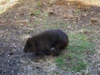 8. Reisetag – Tasmanien – Devils@Cradle – Wombat &ndash; &copy; Andreas Wolfsteller (Eberhardt TRAVEL)