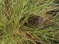 9. Reisetag – Tasmanien – Cradle Mountain-Lake St Clair National Park – Wanderung um den Dove Lake – Echidna &ndash; &copy; Andreas Wolfsteller (Eberhardt TRAVEL)