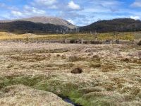 9. Reisetag – Tasmanien – Cradle Mountain-Lake St Clair National Park – Wanderung zum Crater Lake – Wombats &ndash; &copy; Andreas Wolfsteller (Eberhardt TRAVEL)