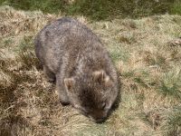 9. Reisetag – Tasmanien – Cradle Mountain-Lake St Clair National Park – Wanderung zum Crater Lake – Wombats &ndash; &copy; Andreas Wolfsteller (Eberhardt TRAVEL)