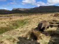 9. Reisetag – Tasmanien – Cradle Mountain-Lake St Clair National Park – Wanderung zum Crater Lake – Wombats &ndash; &copy; Andreas Wolfsteller (Eberhardt TRAVEL)