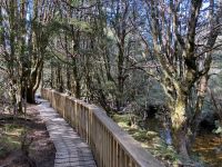 9. Reisetag – Tasmanien – Cradle Mountain-Lake St Clair National Park – Enchanted Walk &ndash; &copy; Andreas Wolfsteller (Eberhardt TRAVEL)