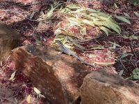 17. Reisetag – Ulu?u-Kata Tju?a National Park – Eidechse in Yulara &ndash; &copy; Andreas Wolfsteller (Eberhardt TRAVEL)