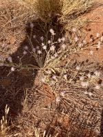 Outback &ndash; &copy; Mareike Schmidt (Eberhardt TRAVEL)