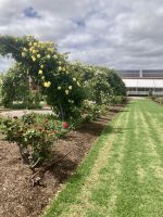 Botanischer Garten Adelaide  &ndash; &copy; Mareike Schmidt (Eberhardt TRAVEL)