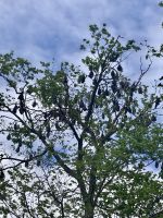 Flughunde &ndash; &copy; Mareike Schmidt (Eberhardt TRAVEL)
